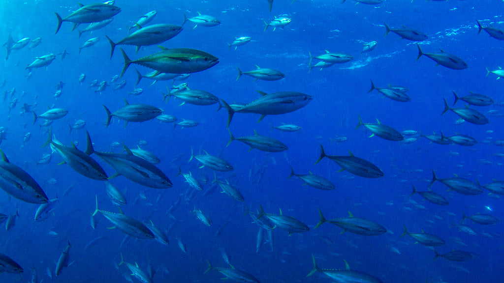 Yellowfin Tuna Decal  PELAGIC Fishing Gear