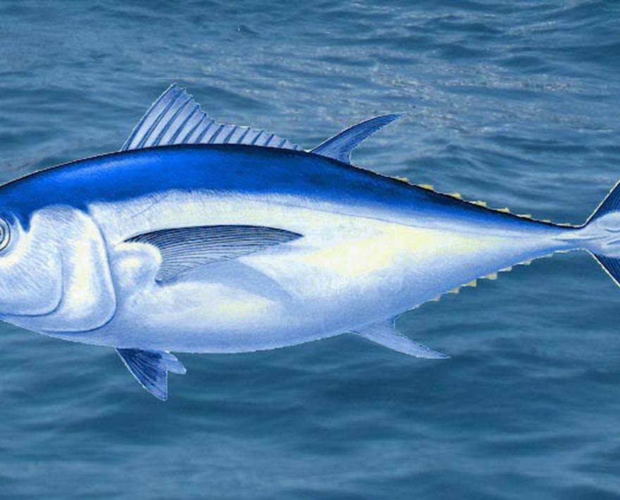 Bigeye Tuna… Take a Look