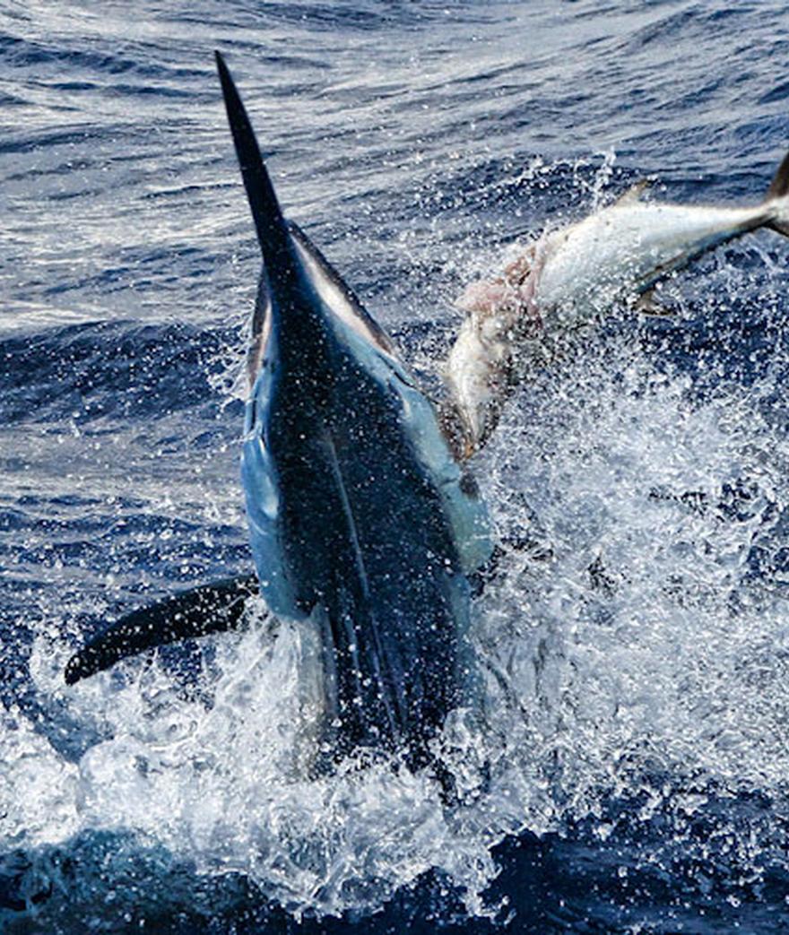 **Giant Black Malin**
**Black Marlin** (_Makaira indica_ ) are among the very largest of predatory fish in the oceans. There is also a great deal of ...