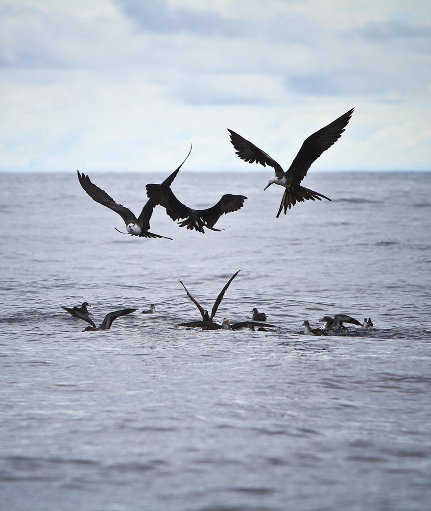 Fishermen have a long history of utilizing birds to help them locate sea life and in turn, predatory game fish. The ability to recognize a particular ...