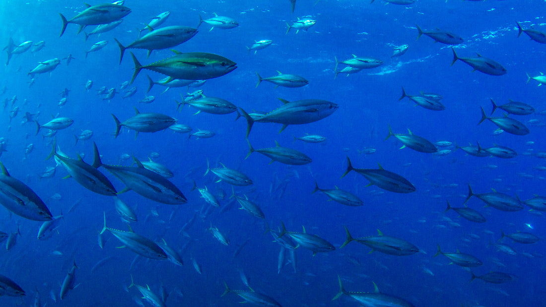 Species Profile: Yellowfin Tuna