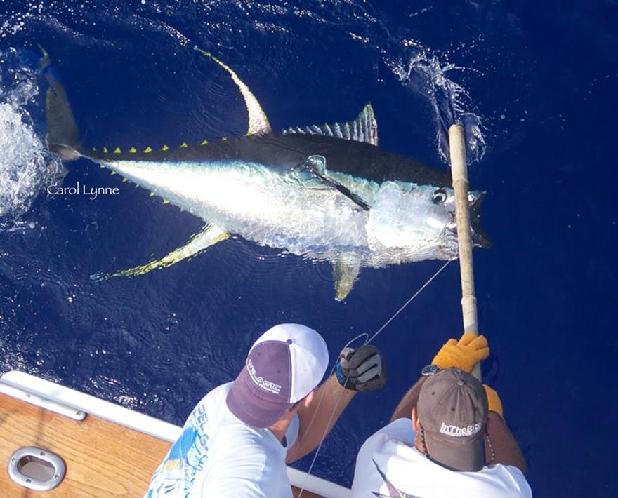 [Photo by Carol Lynne]
By Mark Johnston
Exceptional ahi (yellowfin tuna more than 100 lbs) fishing in Hawaii is often overshadowed by an outstanding blue ...