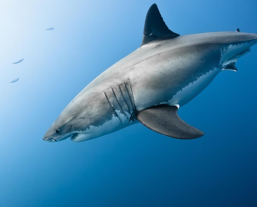 SoCal Sees an Increase in White Shark Sightings