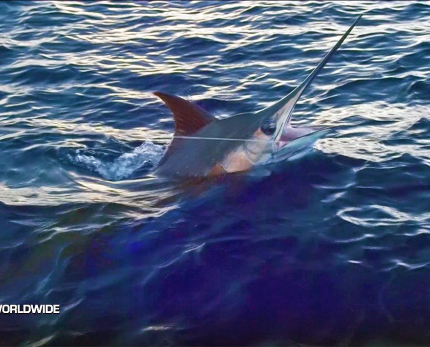 Spectacular views, beautiful scenery and some epic, fast-paced fishing for marlin, wahoo, and mahi aboard PELAGIC Pro Team Captain Marlin Parker's MARLIN ...