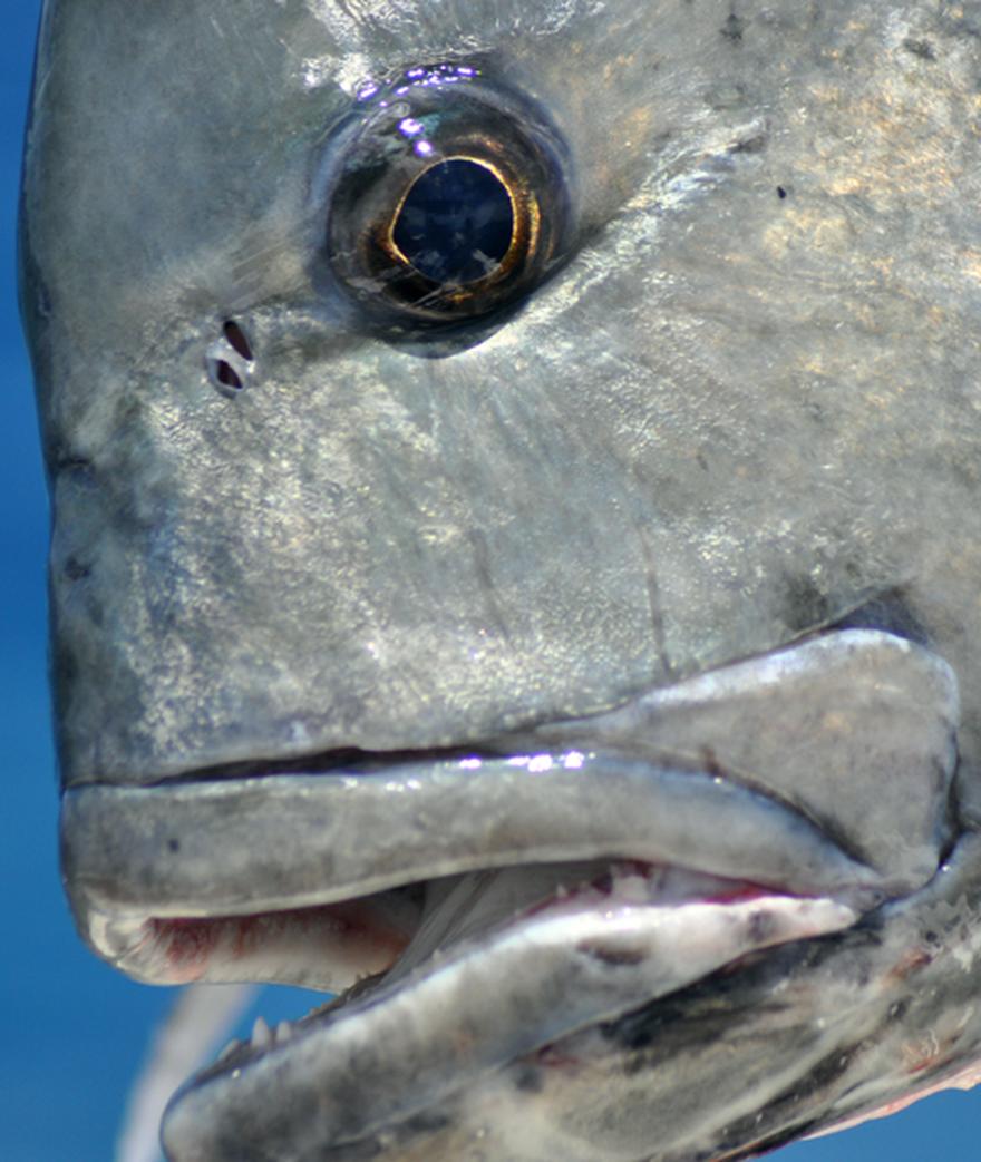 

**![](/media/post_content/giant-trevally-close-up.jpg)**

**** 

**Fiji Islands** – Nestled in the warm, tropical waters of the South Pacific, Fiji is ...