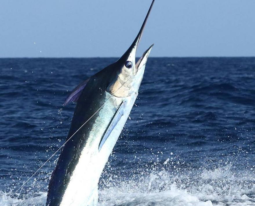 [Sara Stanczyk photo]
Every die-hard angler has a bucketlist - from catching giant black marlin, to popping for oversized GTs, to fighting the biggest tuna ...