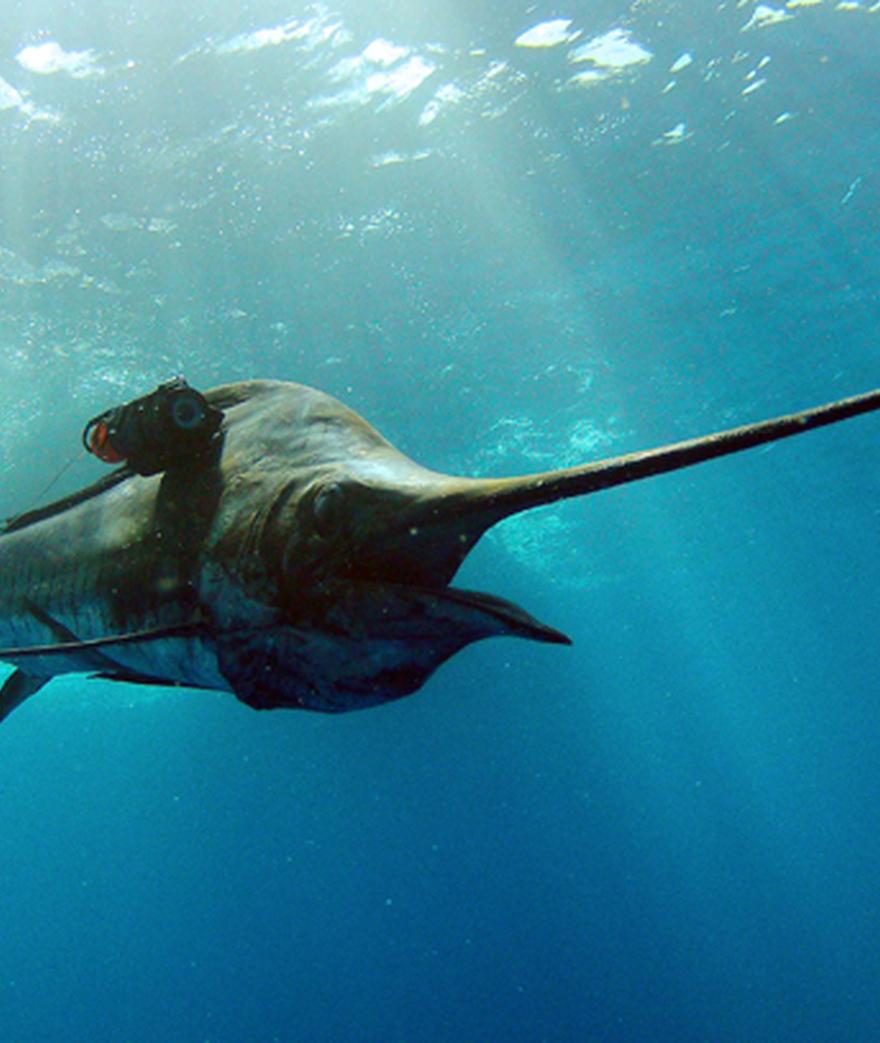 

As of January 2012, the National Geographic Crittercam Project started a program trying to unlock the secret lives of billfish.  Despite our knowledge of ...