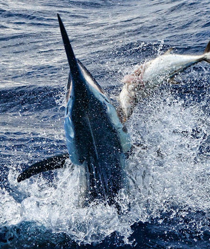 



**Giant Black Malin**

**Black Marlin** (_Makaira indica_ ) are among the very largest of predatory fish in the oceans. There is also a great deal of ...