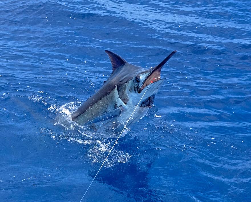 PELAGIC Pro Team Capt. Chris Donato and crew show us what Kona fishing is all about in this short, action-packed highlight reel!