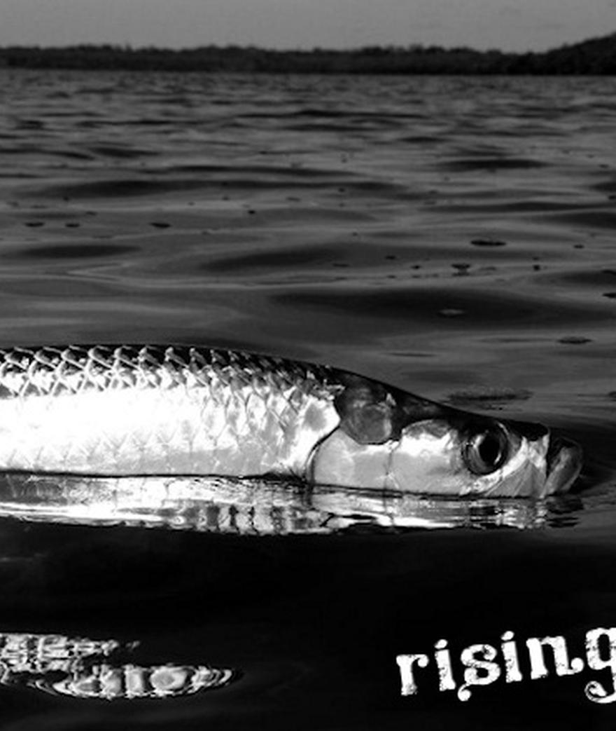 



![](/media/post_content/ff10main.jpg)

**10.09 - Florida's Shallows Rising to the Occasion...**

**Location: ** Everglades National Park, ...