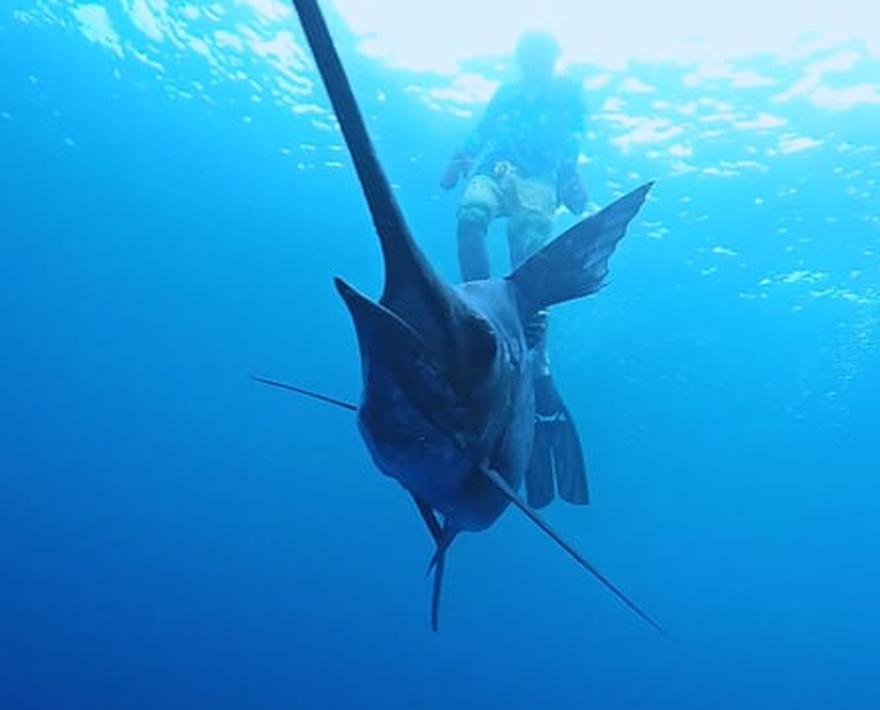 Welcome to Guatemala... Sailfish Capital of the World! A trip to sport fishing famed Casa Vieja Lodge for the "No Sancocho Sailfish Shootout" presented by ...
