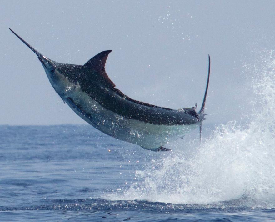 Spectacular views, beautiful scenery and some epic, fast-paced fishing for marlin, wahoo, and mahi aboard PELAGIC Pro Team Captain Marlin Parker's MARLIN ...