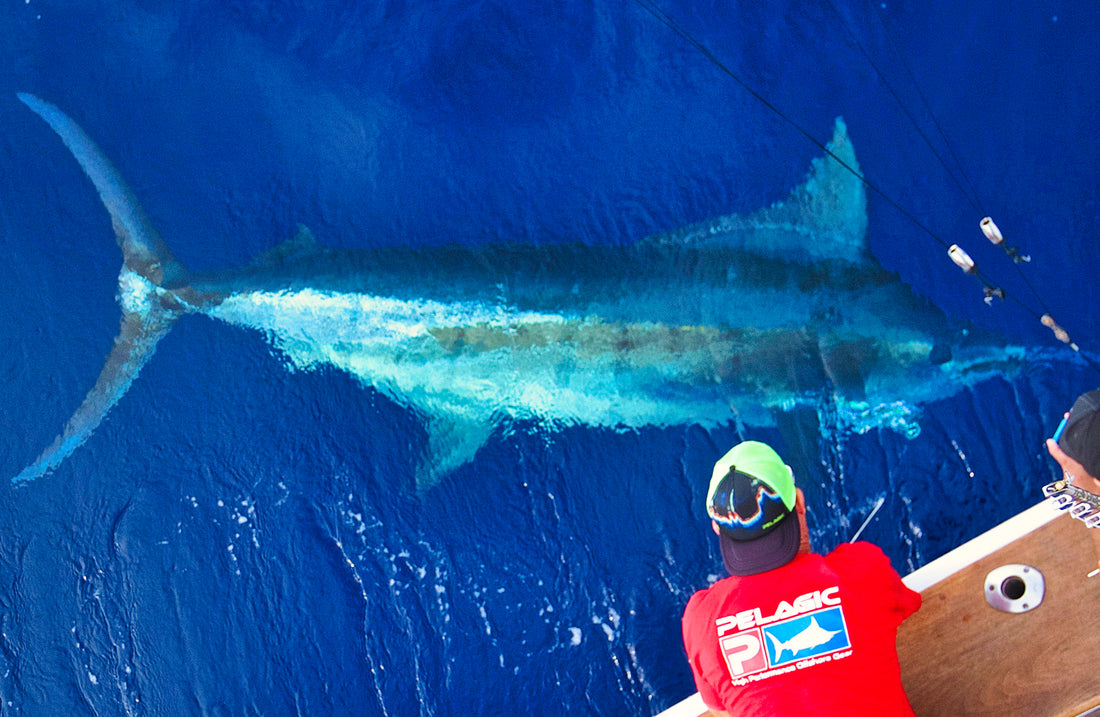 Species Profile: Blue Marlin