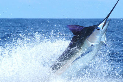 First Annual Pelagic Pura Vida Blue Marlin Classic