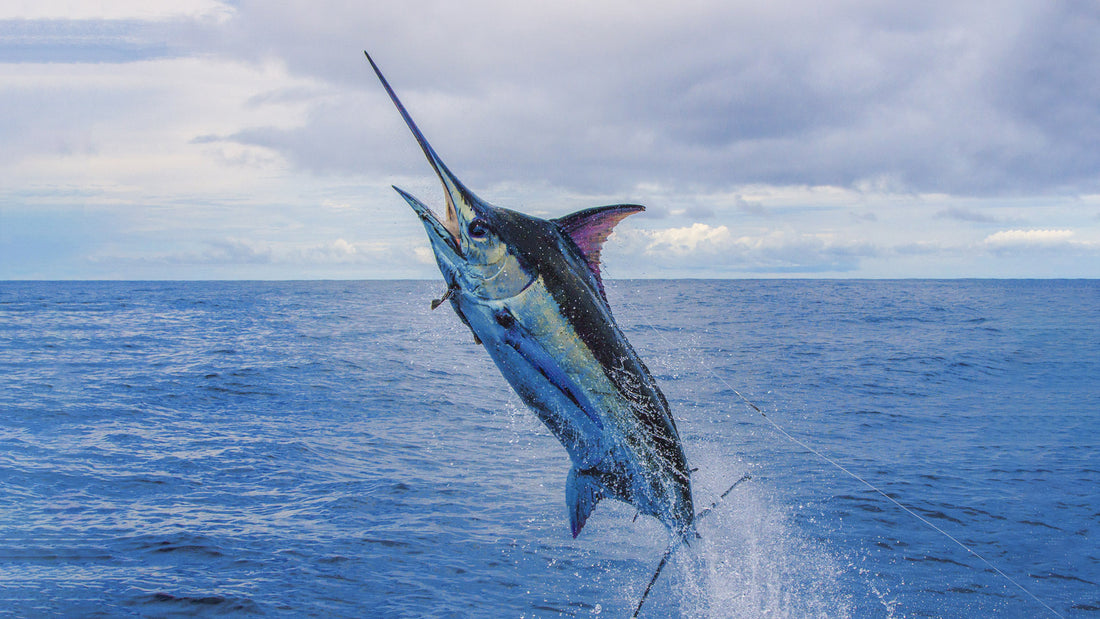 blue marlin mono fishing line Big Game Monofilament 2.2 Pound Spool Clear Fishing Lines Nylon Fishing Line Leader Super Strong for Saltwater Freshwater Fishing 1174-13041Yds, 14-127 lbs : Sports & Outdoors 000meters / 3250 yds Species Profile: Blue Marlin |