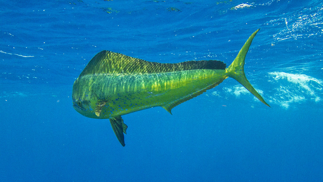 SPECIES PROFILE: The Brilliant Mahi-Mahi