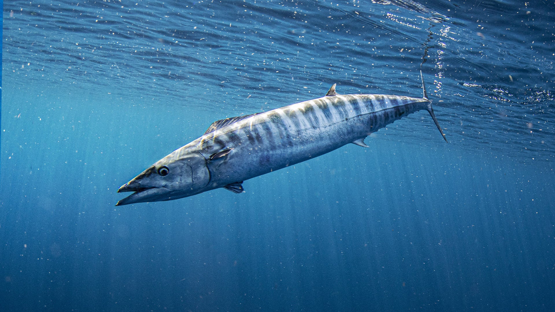 SPECIES PROFILE: THE RAZOR-JAWED WAHOO | PELAGIC Fishing Gear