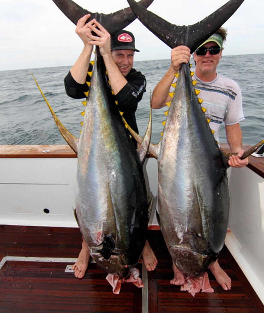 

Big schools of Giant Yellowfin Tuna are being found in large quantities currently off of Puerto Vallarta, Mexico.  Many boats making the trek out to the ...