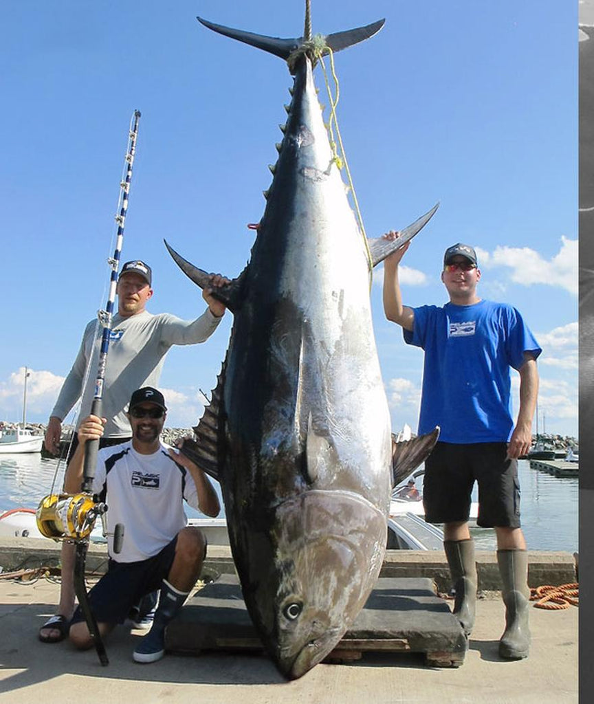 Giant Bluefin Tuna Rule the Northeast