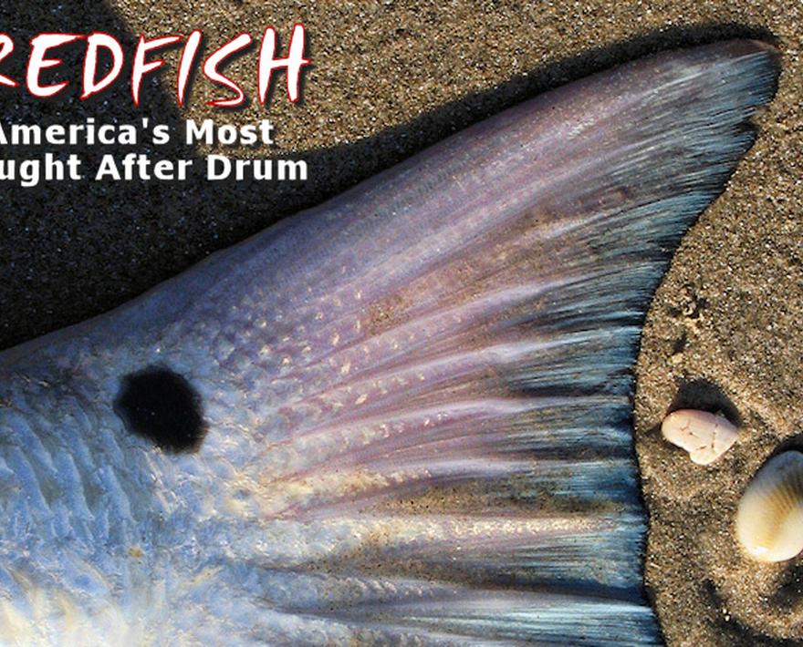 America's Redfish | PELAGIC Fishing Gear