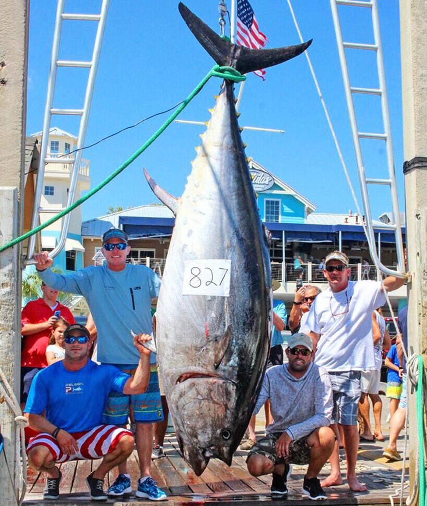 By PELAGIC Pro Team Capt. Joey Birbeck
UPDATE 7/24/18:  The Florida Fish and Wildlife Conservation Commission (FWC) has approved this 826.8-lb. bluefin tuna ...