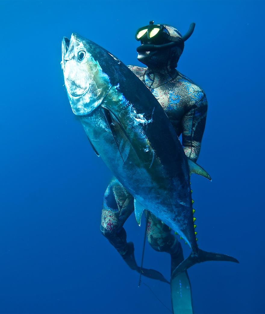 CA BLUEFIN TUNA- PELAGIC Pro Team Freediver Ryan Moore
Since early in the season we all knew this year was going to be something special.  The fish were ...