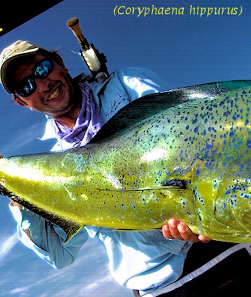 



![](/media/post_content/mahi01.jpg)

**Dorado** (also known as Dolphin and Mahi) will forever be one of the worlds most efficient marine species. They ...