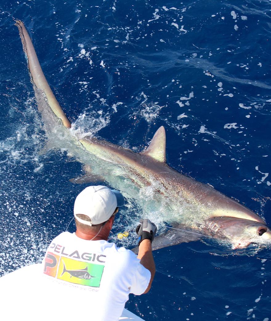 by PELAGIC Pro Team Capt. Anthony Lopez
The year started off with a strong wahoo season during the winter months off the Texas coast.  Along the continental ...