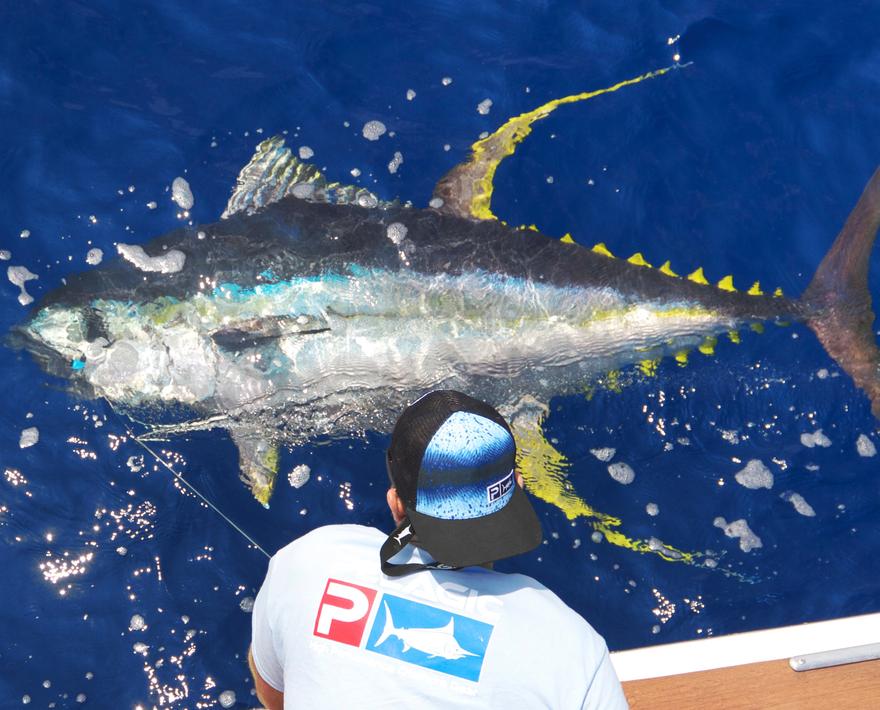 Advanced Yellowfin Tuna Tactics: Capt. Josh Temple
