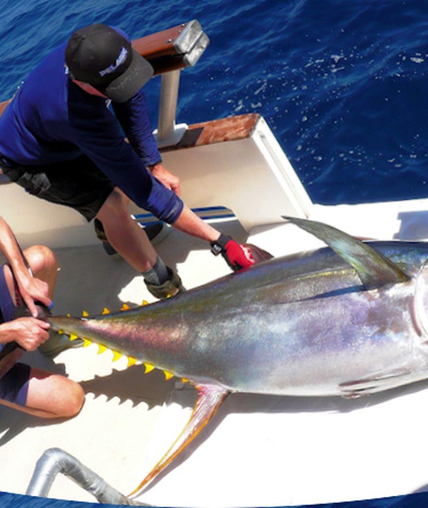 



![](/media/post_content/tt1main.jpg)



**2009 Yellowfin Tuna Tagging Study**

**Location:**   Revillagigedo Islands

Pelagic and The Waterman's Journal ...