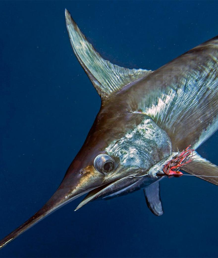 Xiphias gladius, a.k.a Elvis, more commonly known as the Broadbill Swordfish, is one of the most sought after fish in the sea by anglers and foodies’ alike. ...