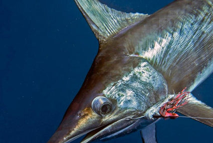 Xiphias gladius, a.k.a Elvis, more commonly known as the Broadbill Swordfish, is one of the most sought after fish in the sea by anglers and foodies’ alike. ...