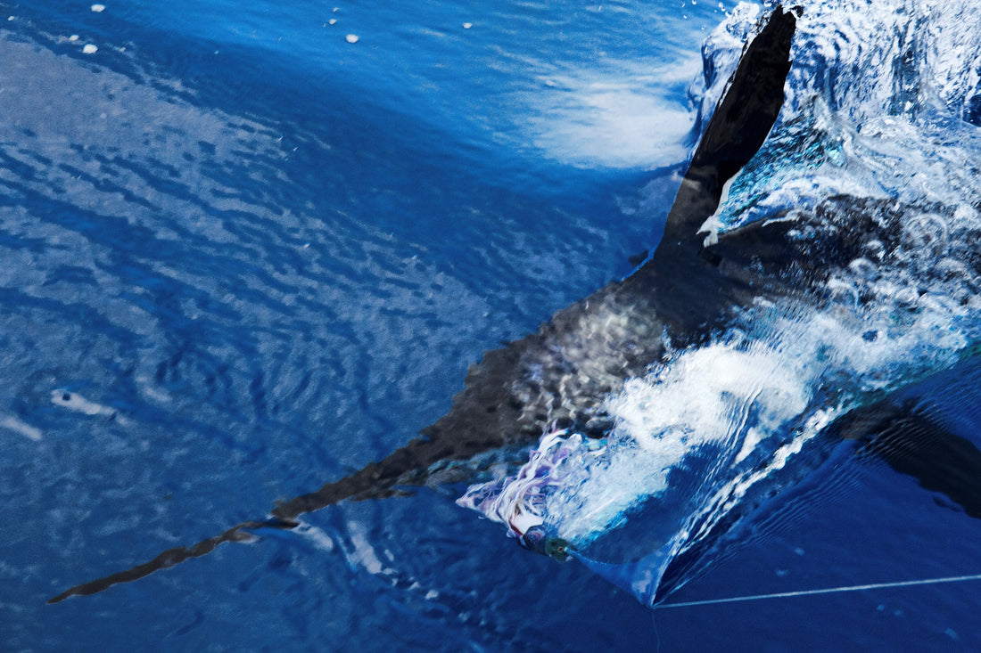 SPECIES PROFILE: White Marlin